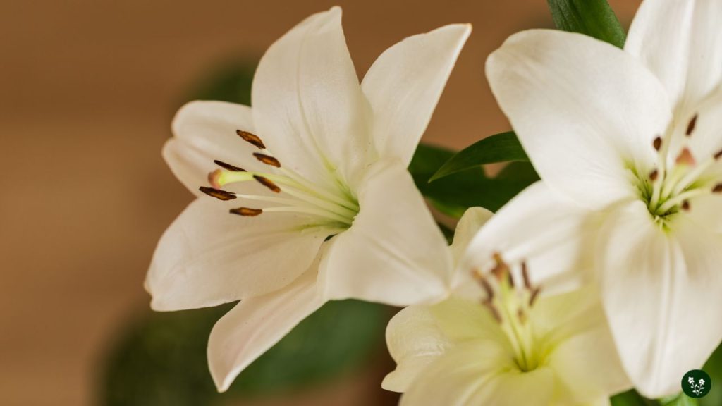 History and Origin of Lily Flowers