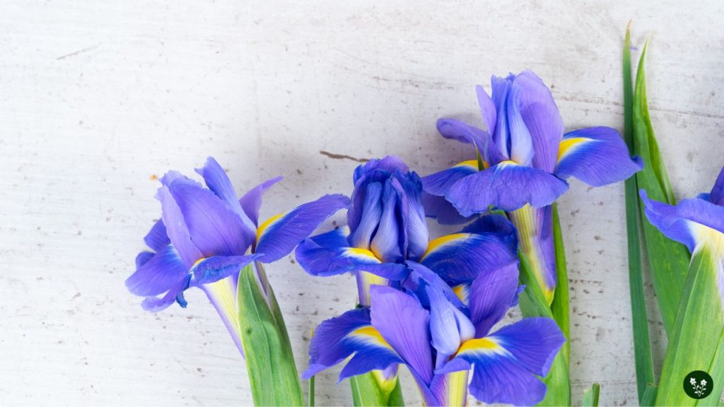 History and Origin of the Iris Flower