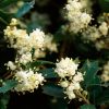 Holly Flower Meaning: Spiritual Symbolism and Significance