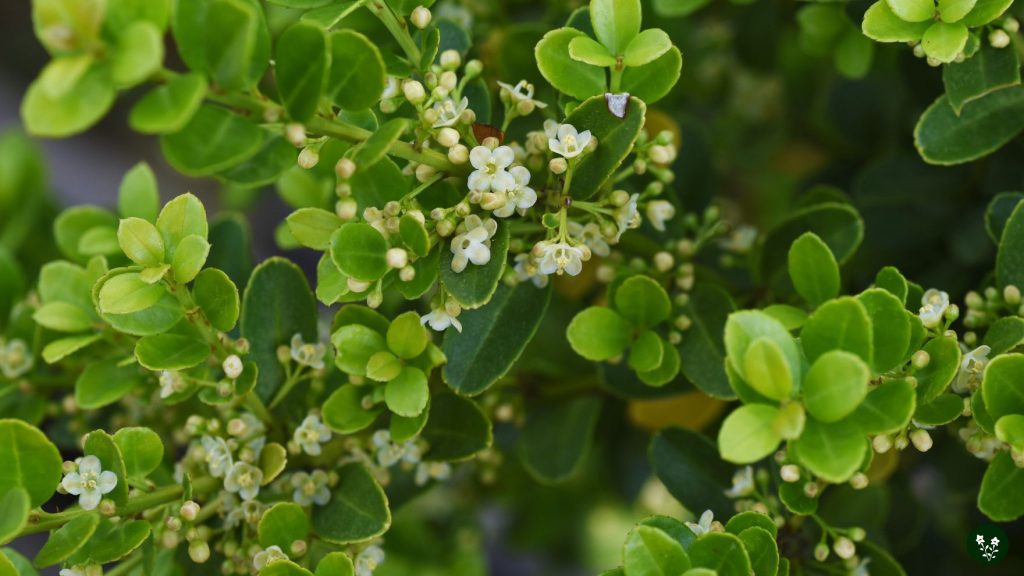Holly Flower Origins and Characteristics