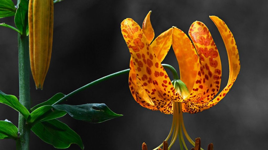 Humboldt's Lily (Lilium humboldtii)