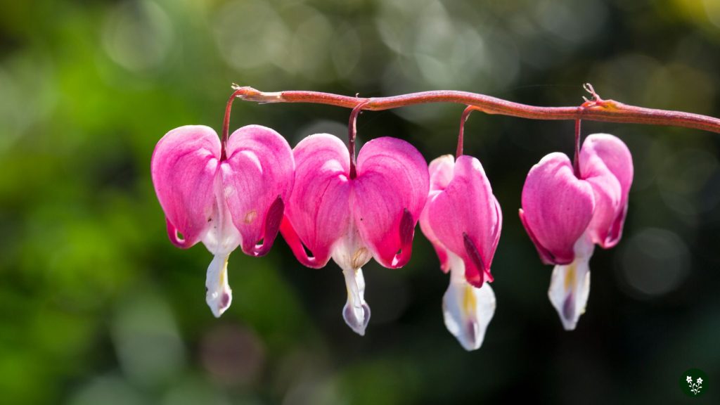 Interesting Facts about Bleeding Heart Flower
