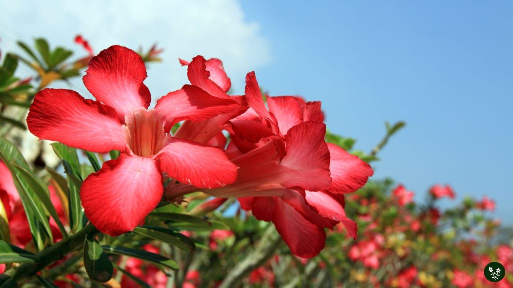 Interesting Facts about Desert Rose Flower
