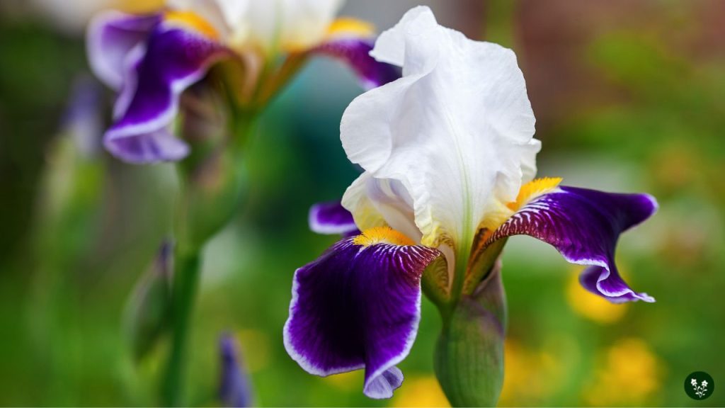 Exploring Blue Iris: Symbolism and Cultural Significance – LÖV Flowers