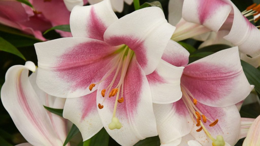 LO Hybrid Lily (Longiflorum-Oriental Lily)