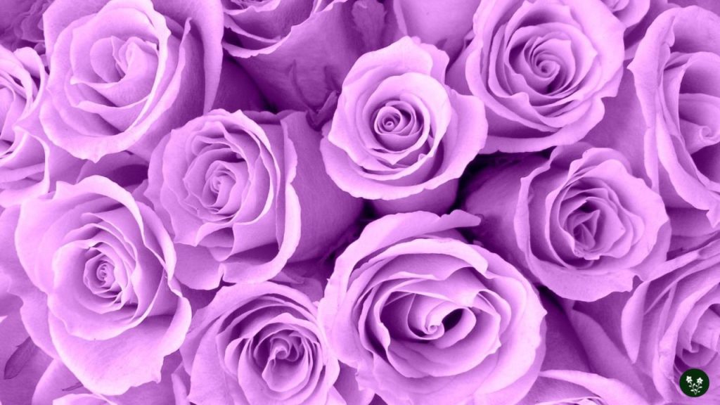 Lavender Rose Meaning - Enchantment, Love at First Sight