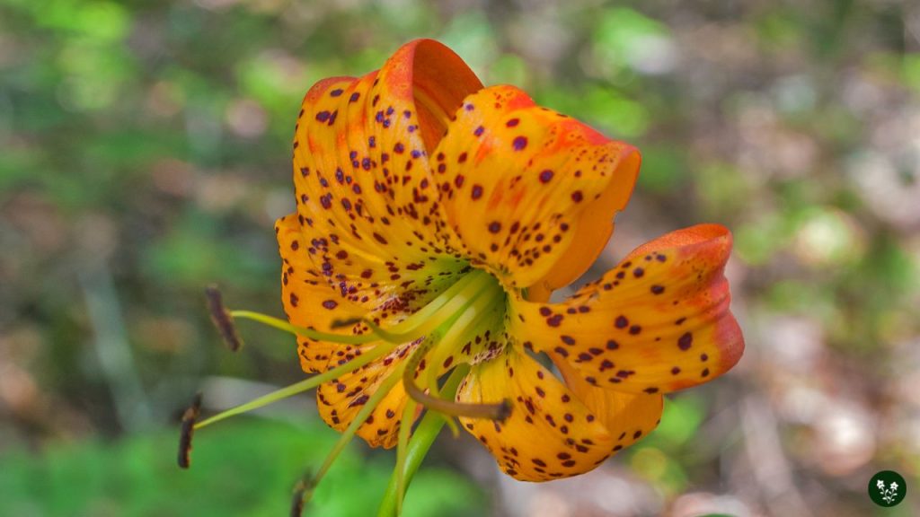 Leopard Lily (Lilium pardalinum)