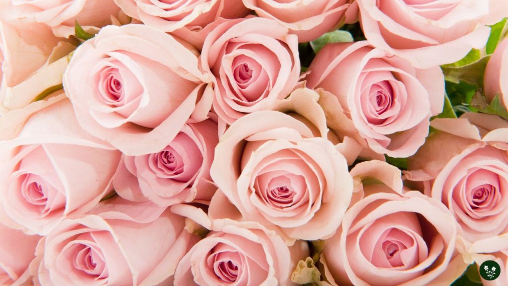 Light Pink Rose Meaning - Grace, Gentleness