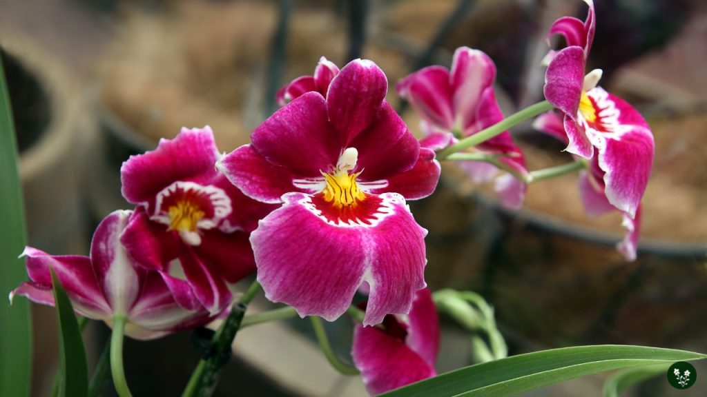 Miltoniopsis (Pansy Orchid)