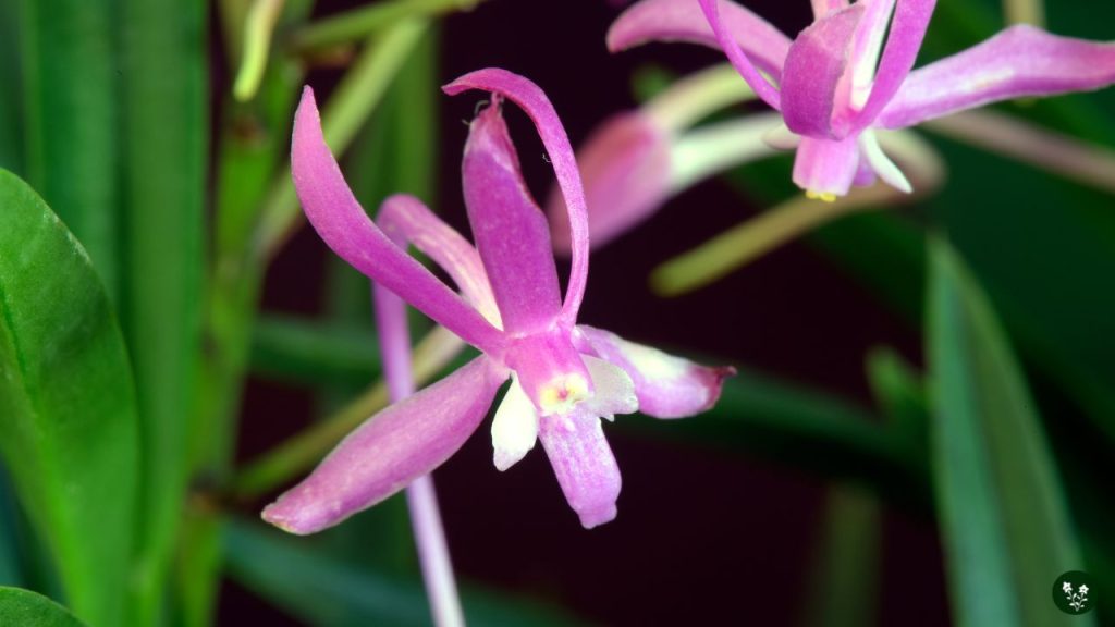 Neofinetia (Samurai Orchid)