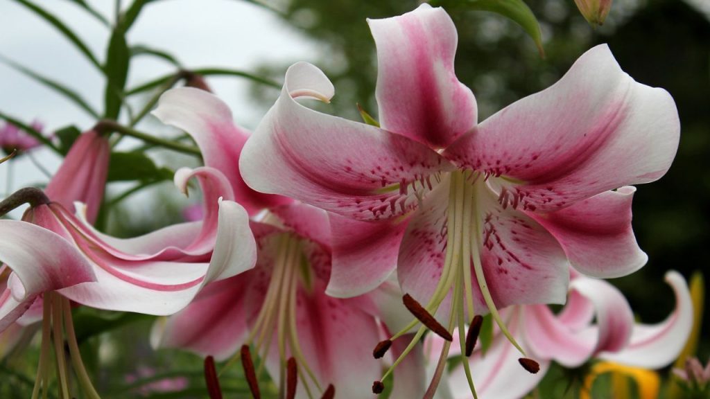 OT Hybrid Lily (Oriental-Trumpet Lily, also called Orienpet Lily)