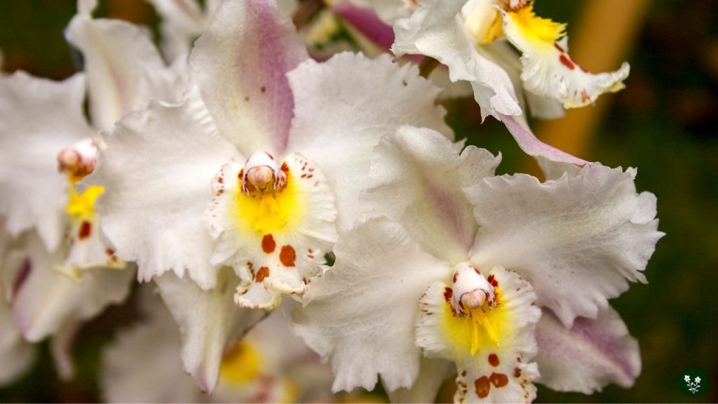 Odontoglossum (Toothed Lip Orchid)