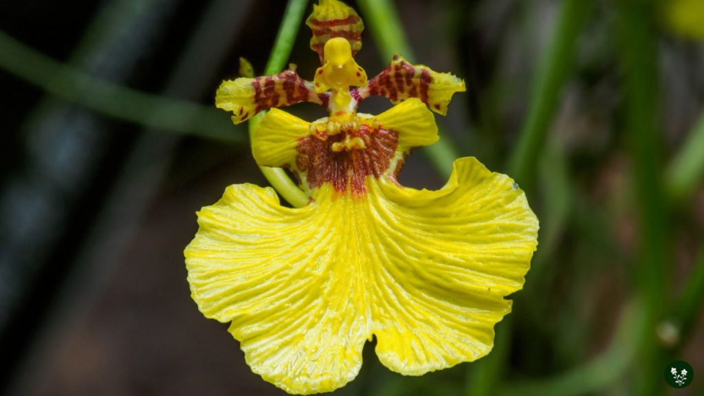 Oncidium (Dancing Lady Orchid)