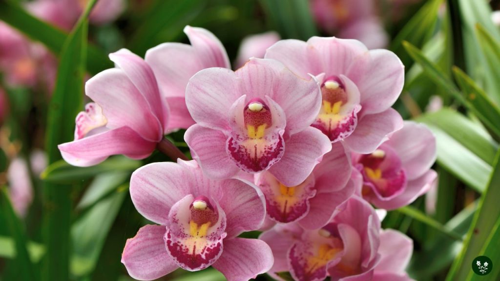 Orchid Flower Symbolism and Origins