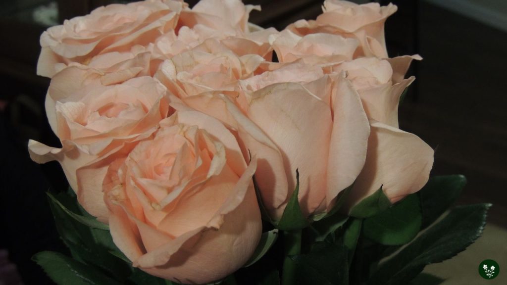 Pale Peach Rose Meaning - Modesty, Calmness