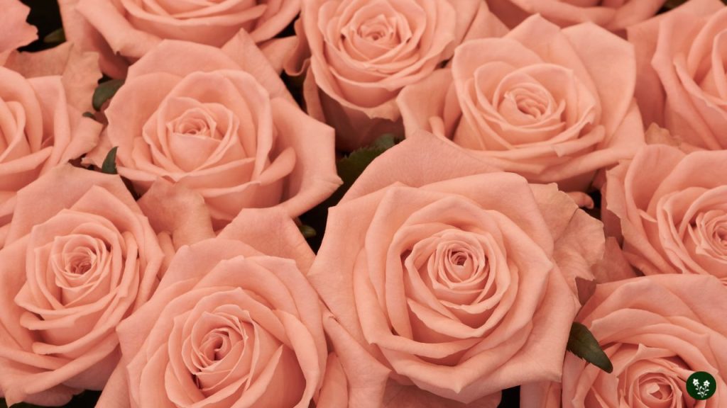 Peach Rose Meaning - Sincerity, Gratitude