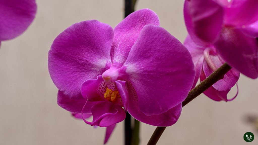 Phalaenopsis (Moth Orchid)