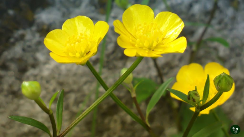 Popular Uses of Buttercup Flowers