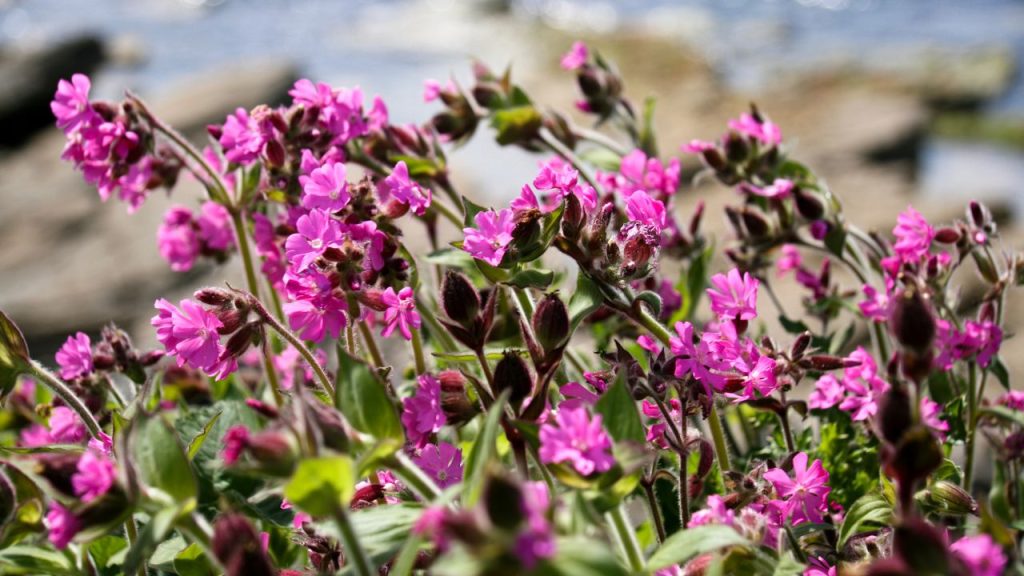 Red Campion mountain flowers