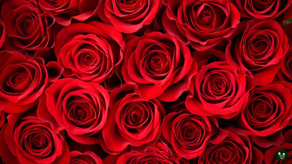Red Rose Meaning - Love, Romance