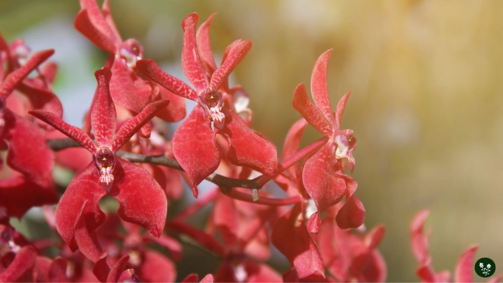 Renanthera (Fire Orchid)