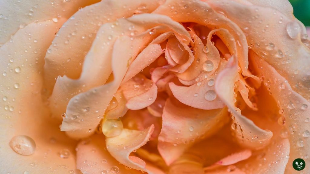 Salmon Rose Meaning - Excitement, Fascination
