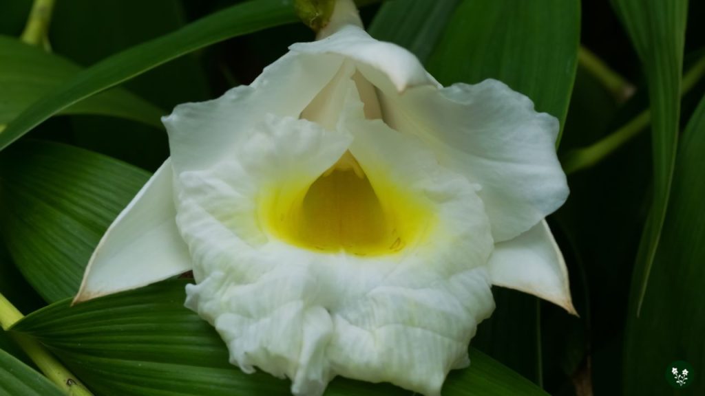 Sobralia (Queen Orchid)