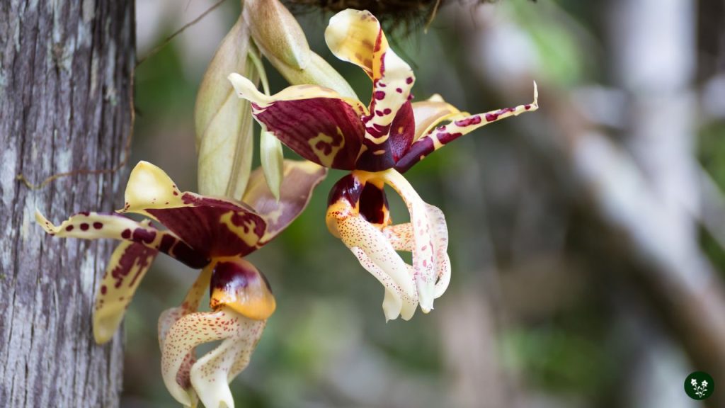 Stanhopea (Upside-Down Orchid)