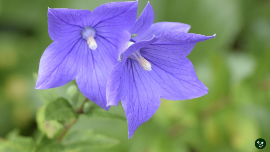 Symbolism and Meaning Balloon Flower
