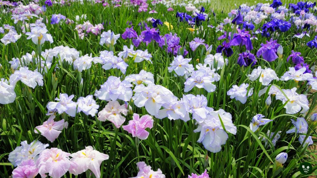 Symbolism and Meanings of Iris Colors