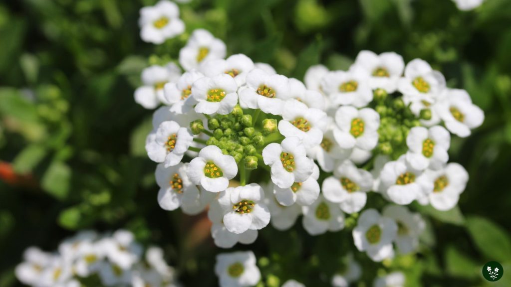 The Best Time to Gift Someone Alyssum Flowers