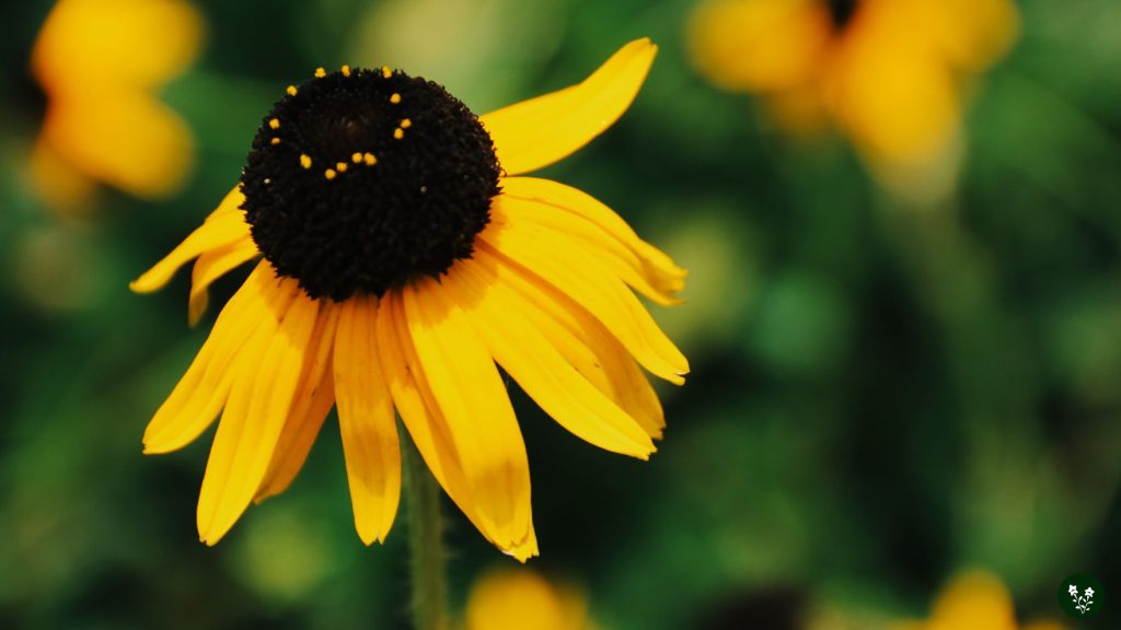 The Symbolic Meaning of Black-Eyed Susan Flower