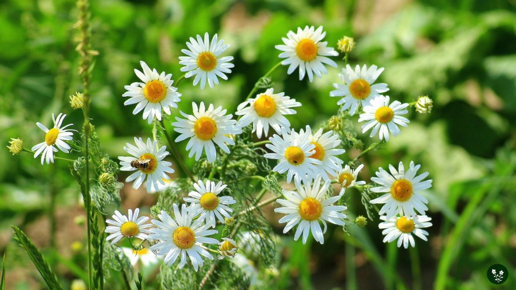 Understanding Chamomile Flower Color Meaning