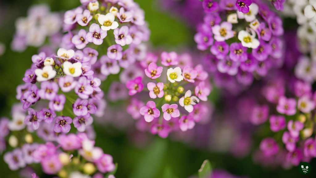 Uses and Benefits of Alyssum Flowers
