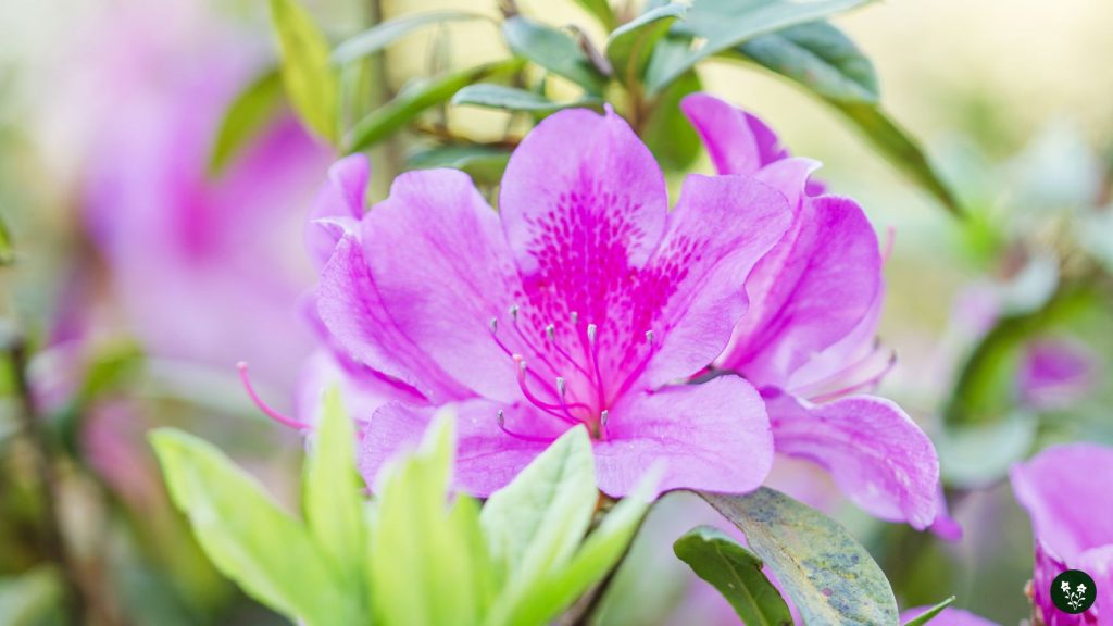 Uses and Benefits of Azalea Flowers