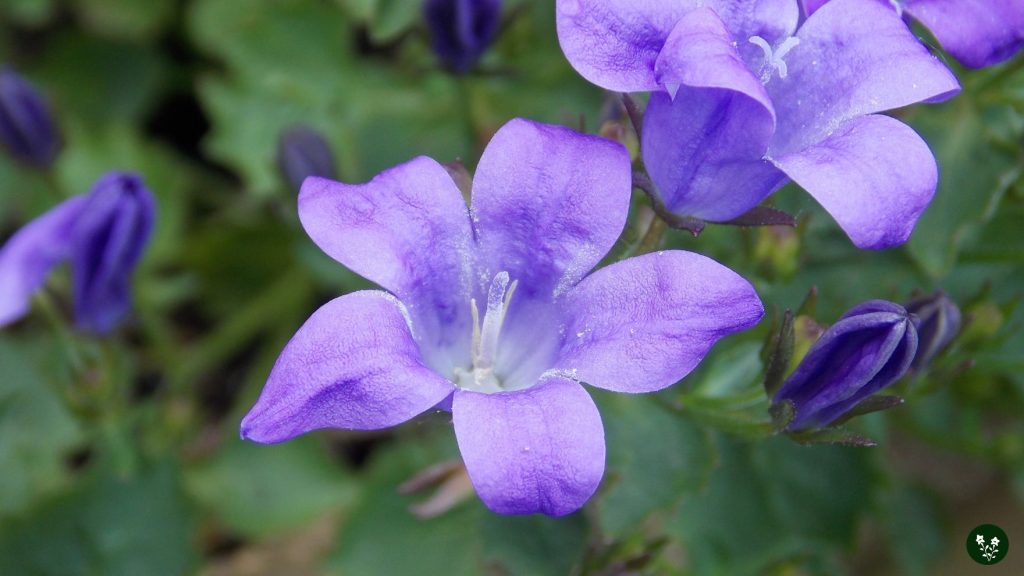 Uses and Benefits of Bell Flowers