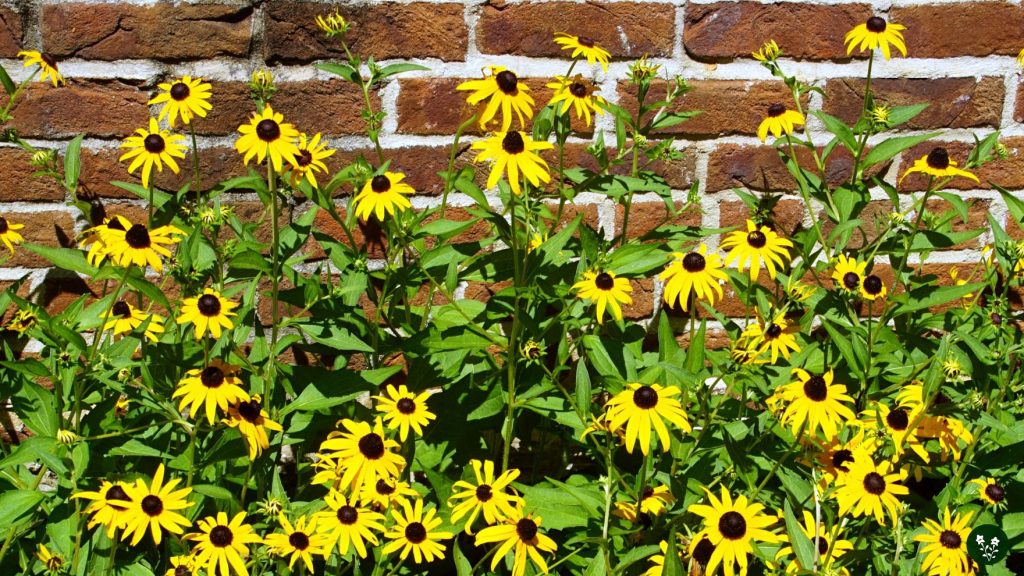 Uses and Benefits of Black-Eyed Susan Flowers