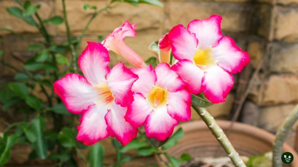 Uses and Benefits of Desert Rose Flowers