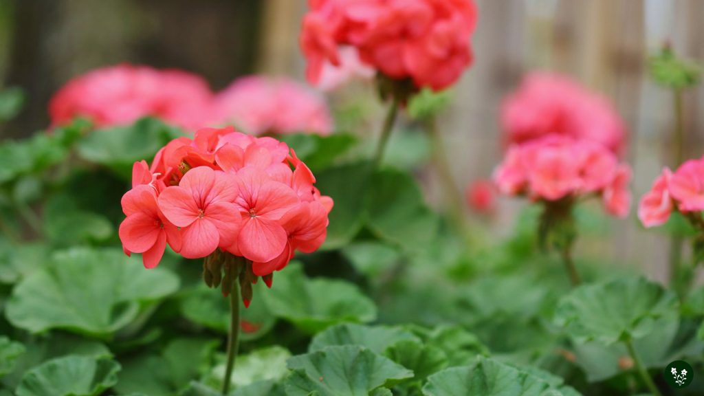 Uses and Benefits of Geranium Flowers