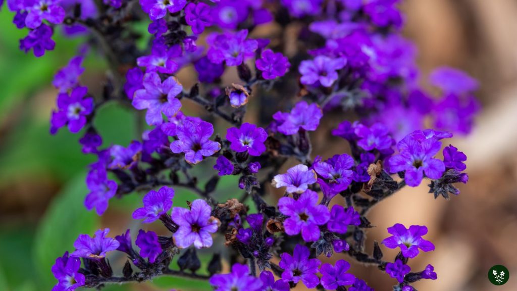 Uses and Benefits of Heliotrope Flowers