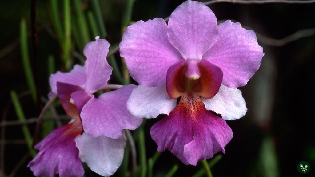 Vanda (Singapore Orchid)