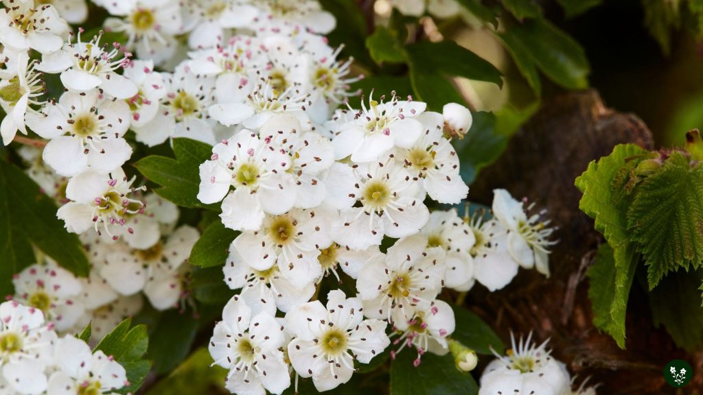 What Does a Hawthorn Flower Symbolize