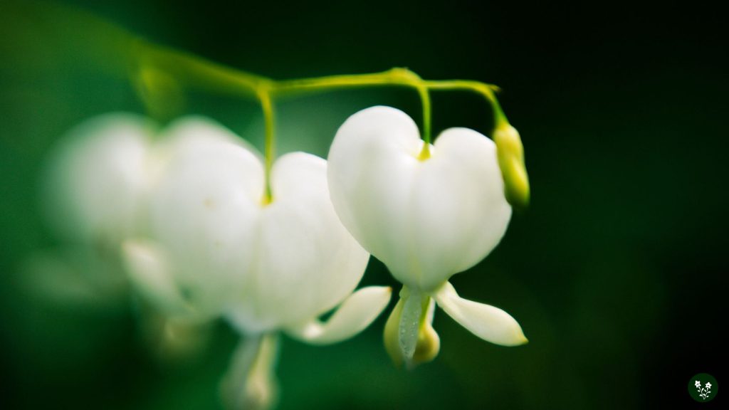 What Is The Spiritual Meaning Of Bleeding Heart Flower