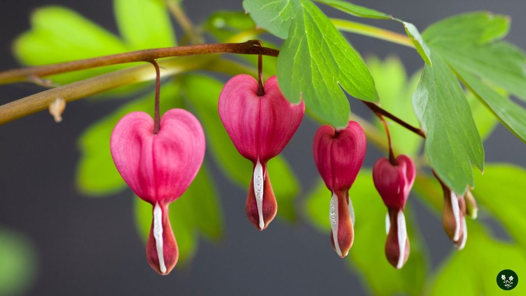 What Occasions Are Bleeding Heart Flowers Commonly Gifted
