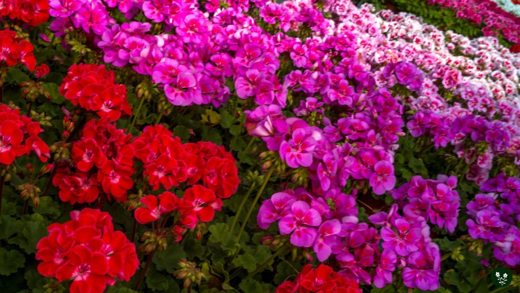 Who Should Get Geranium Flowers, and When Should They Get Them