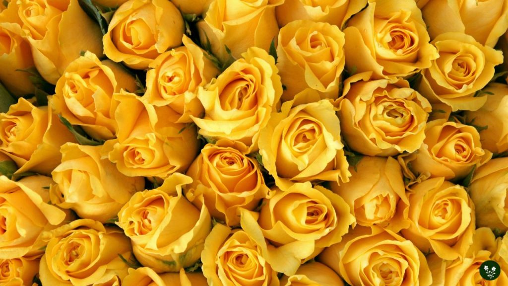 Yellow Rose Meaning - Friendship, Joy