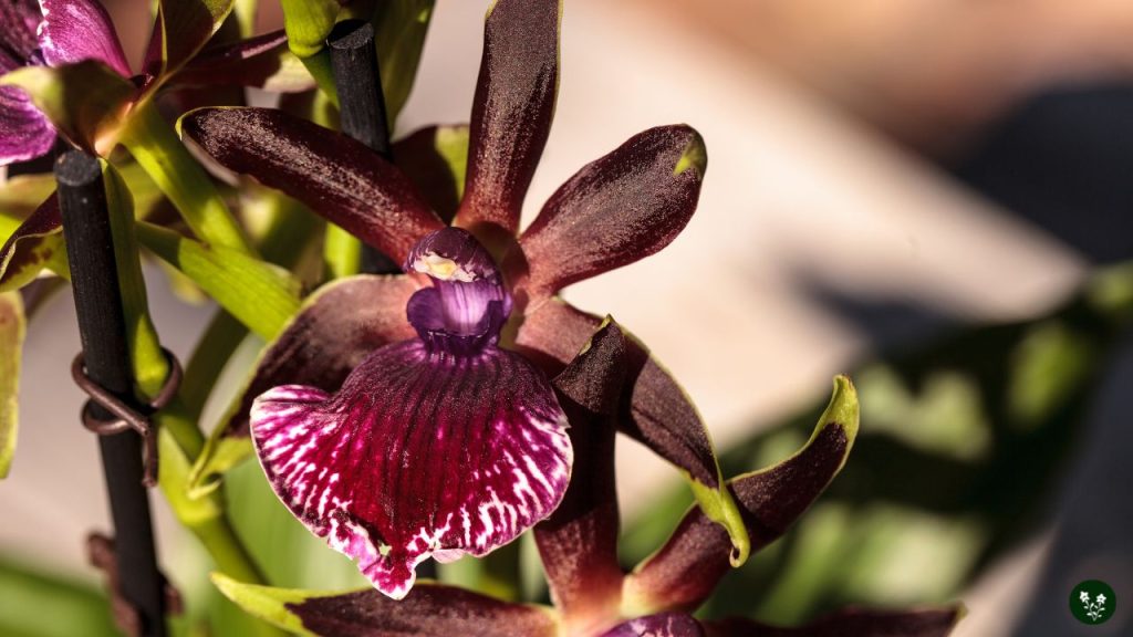 Zygopetalum (Zygo Orchid)