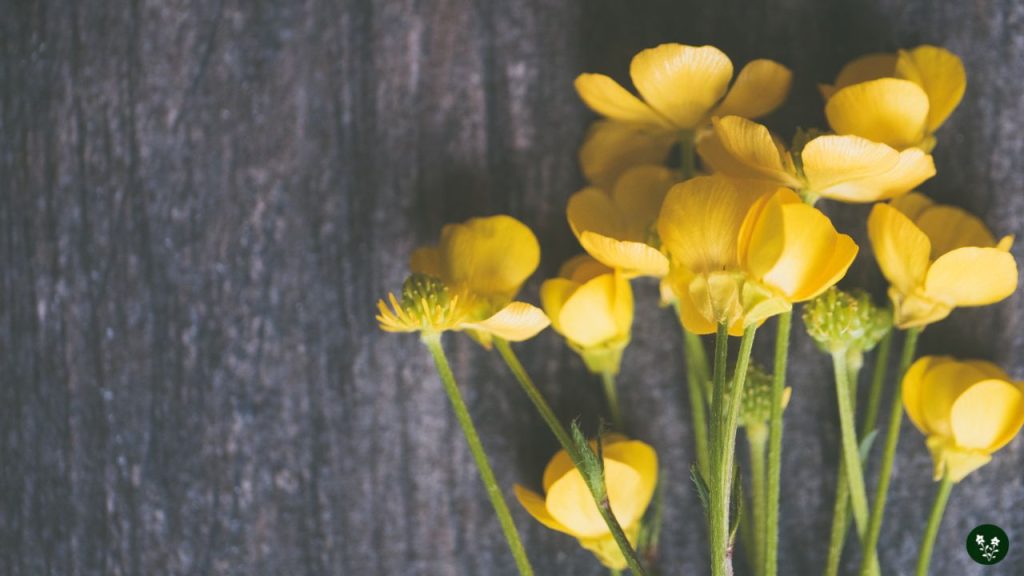 buttercup flower Symbolism and Meanings
