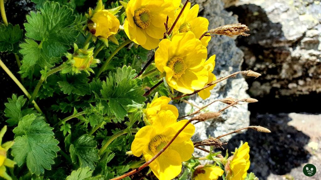 mountain flowers Alpine Poppy