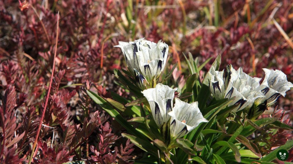 mountain flowers Arctic Gentian